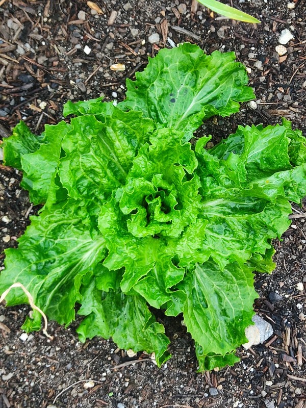 Graines De Chicoree Scarole Biologiques Reproductibles / Permaculture