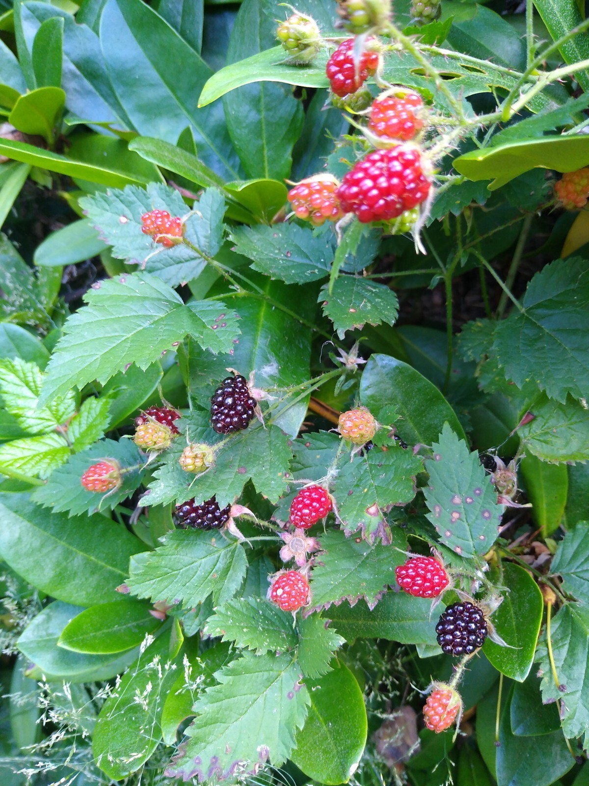 California BLACKBERRY PLANT Live Bare Root Organic Natural Food Vitamin C