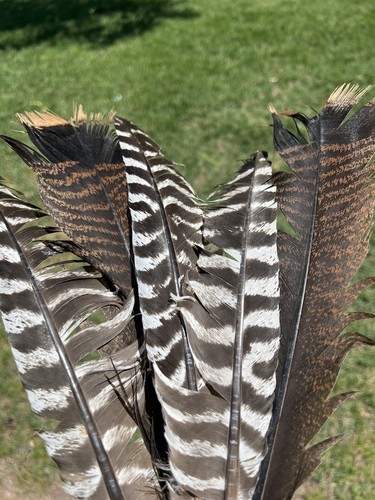 True Rio Grande Turkey Feathers FREE SHIPPING