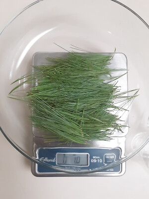 Eastern White Pine Needle Tea, Fresh Organic 1oz loose leaf.