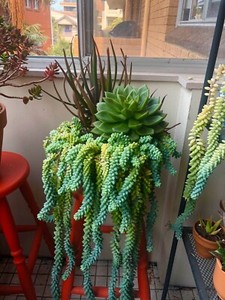 Indoor Plants Sale Christmas Gifts | Plants | Gumtree Australia Eastern Suburbs - Coogee