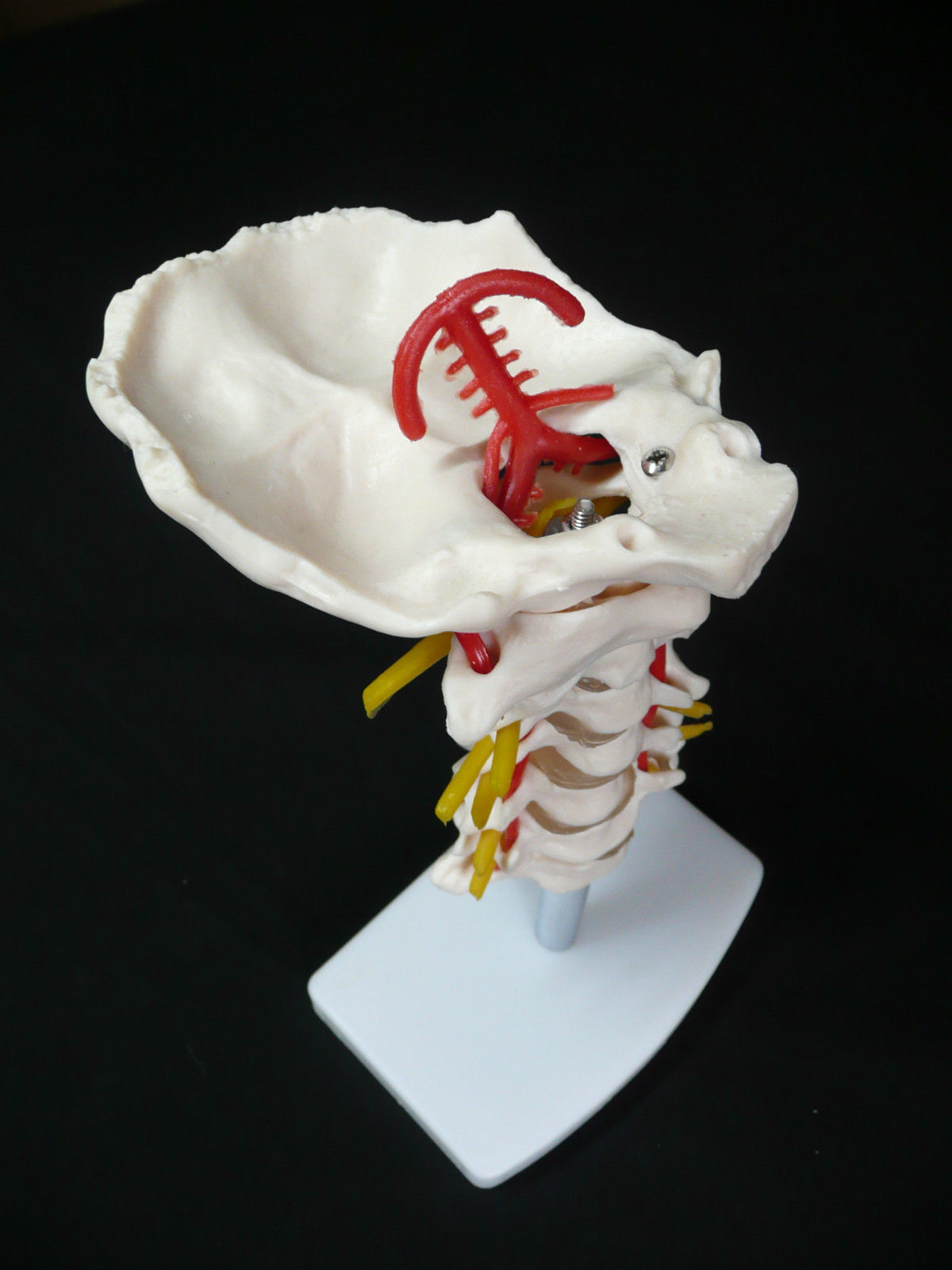 Human 1:1 Size Cervical Vertebral Column with Neck Artery Joint
