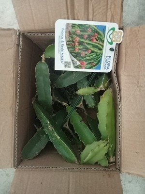 Foto dell'oggetto di un acquirente verificato