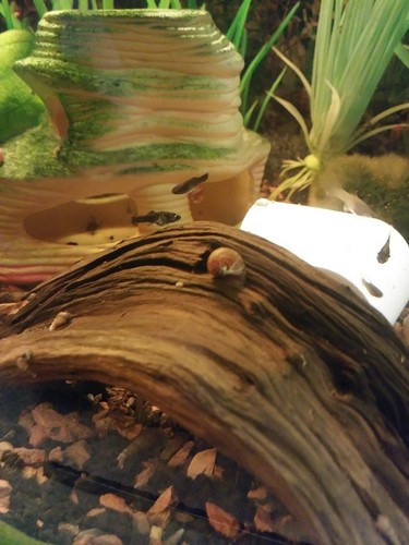 11 Trumpet Snails Ramshorn Snails Bladder Snails*** Guarantee***