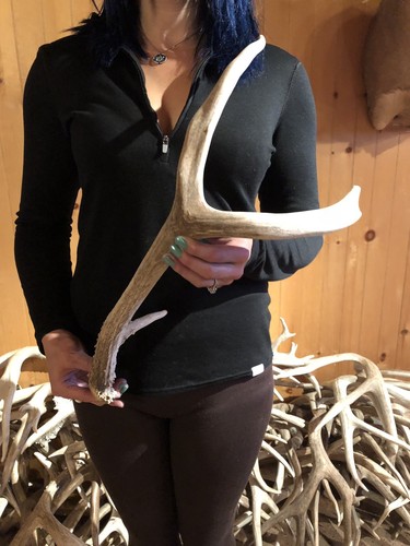 WIDE WYOMING MULE DEER SHED ANTLER! horn craft wild BBQ Knife Cabin Decor