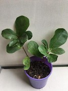 Fiddle leaf Fig - Bambino variety Bundoora Banyule Area Preview