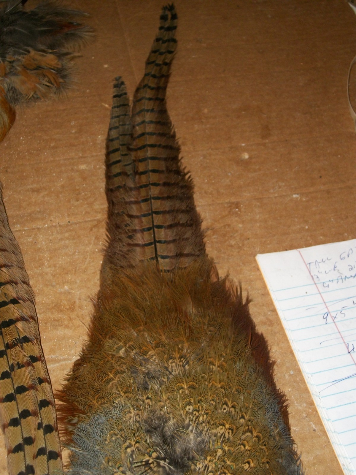 4 NO 1 ringneck pheasant TAILS WITH RUMPS HACKLE feather craft fly tying native
