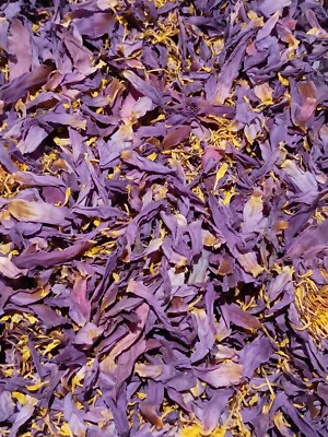 1 OZ Blue Lotus Nymphaea Caerulea Petals / Stamens Organic Fast Free USA Ship