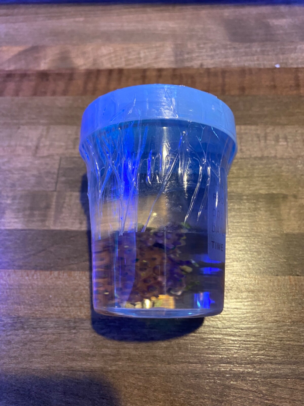 Neon Green Star Polyps Live Soft Coral GSP Frag ***LOWEST PRICE W/SHIPPING***