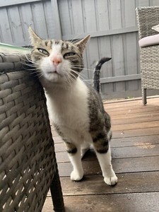 gumtree kittens free to good home