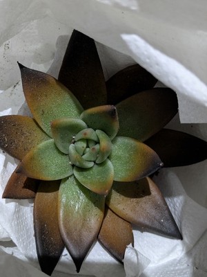 Objectfoto('s) van geverifieerde koper