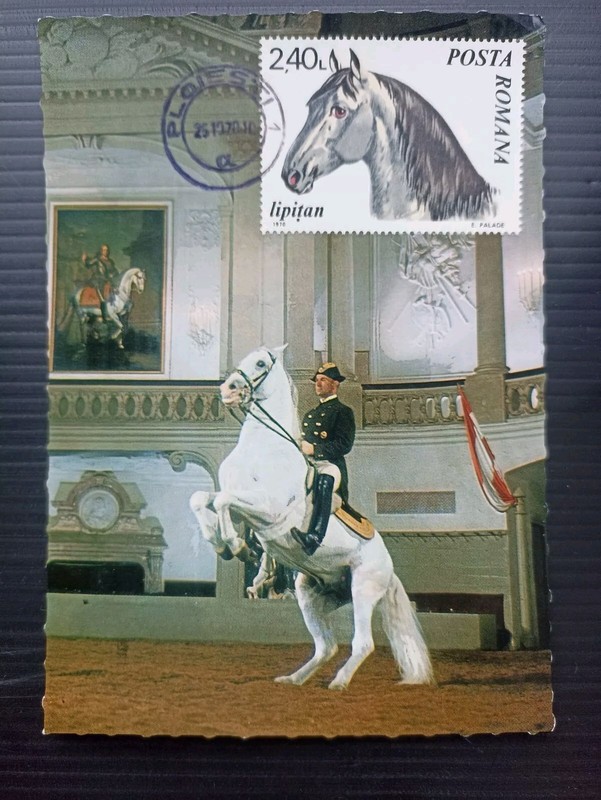 Roumanie 1970 Carte Maximum  Premier Jour Timbre - Cheval Lipitan Lipizzan Wien