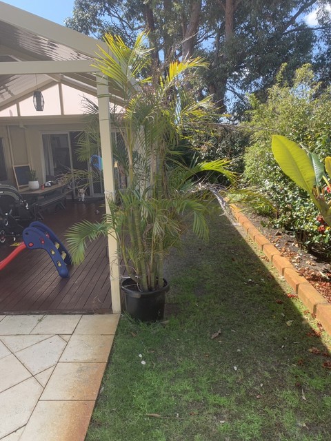 Golden Cane Palm | Plants | Gumtree Australia Melville Area - Booragoon