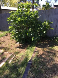 Fig tree Tullamarine Hume Area Preview