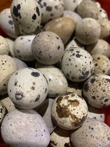 Quail eggs | Livestock | Gumtree Australia Canning Area - Canning Vale