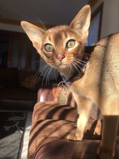 white german shepherd stud