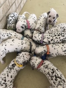 Dalmatian Puppies Purebred Dogs Puppies Gumtree Australia
