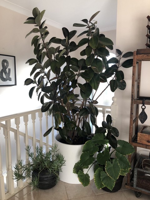 2.2m Large Rubber Tree Feature Perfect for Cafe | Plants | Gumtree