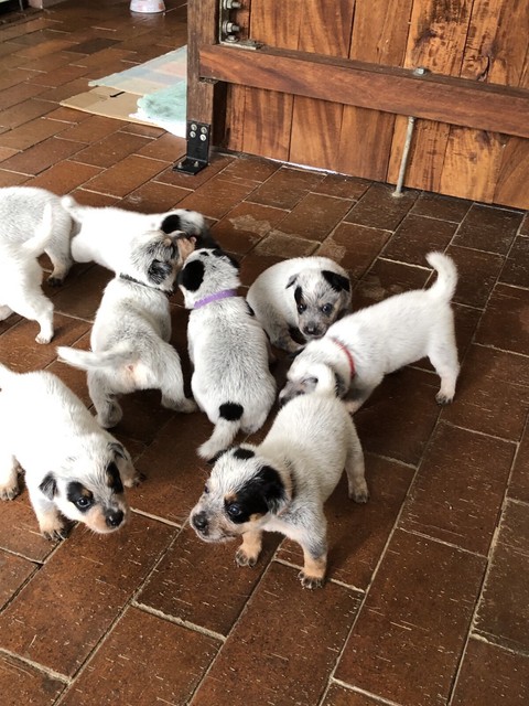 Pure Bred Australian Blue Cattle Dogs | Dogs & Puppies ...