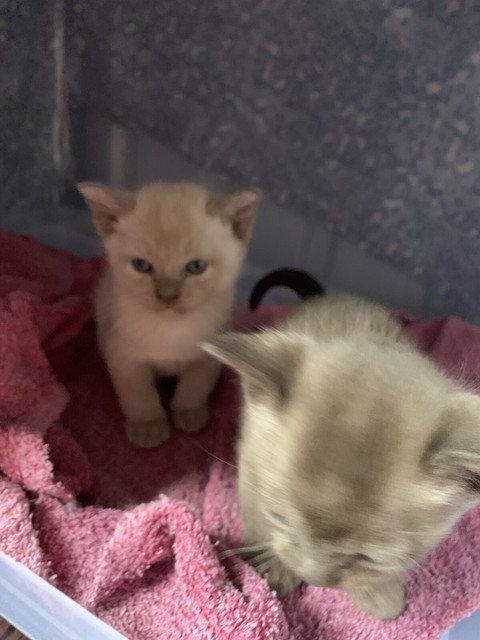 gumtree burmese kittens