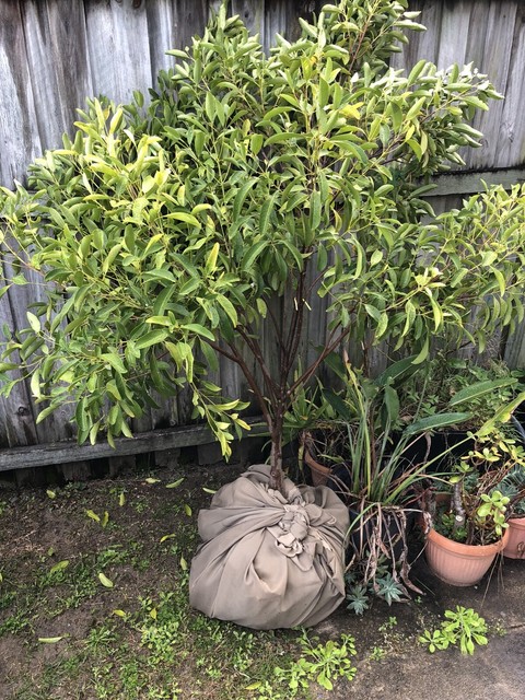 Fraser Island Apple Tree | Plants | Gumtree Australia Gold Coast City