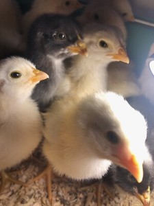 Chickens For Sale In Brisbane Region Qld Pets Gumtree Australia