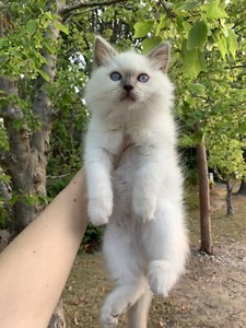 Purebred Lilac Point Ragdoll Kitten Cats Kittens Gumtree