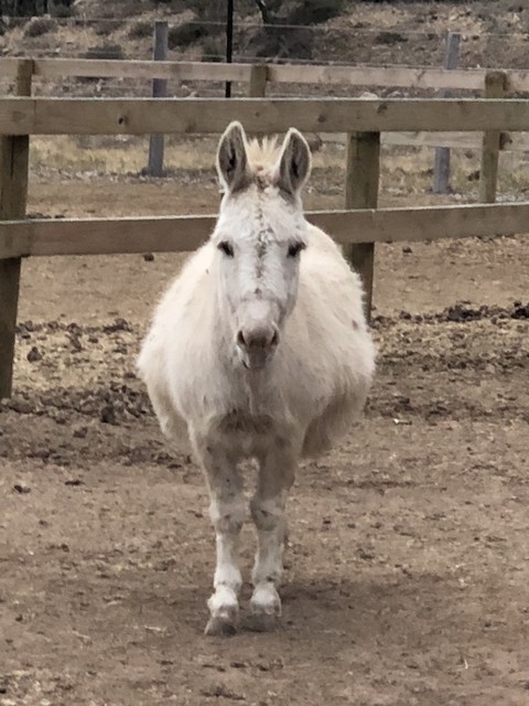 Miniature Spotted Irish Donkey Horses Ponies Gumtree 