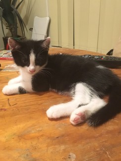 Brisbane Region, QLD | Cats & Kittens | Gumtree Australia ...