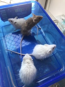 Baby Girl Mice Other Pets Gumtree Australia Gold Coast City