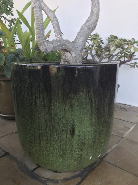 Garden Pot & plant | Pots & Garden Beds | Gumtree Australia Brisbane