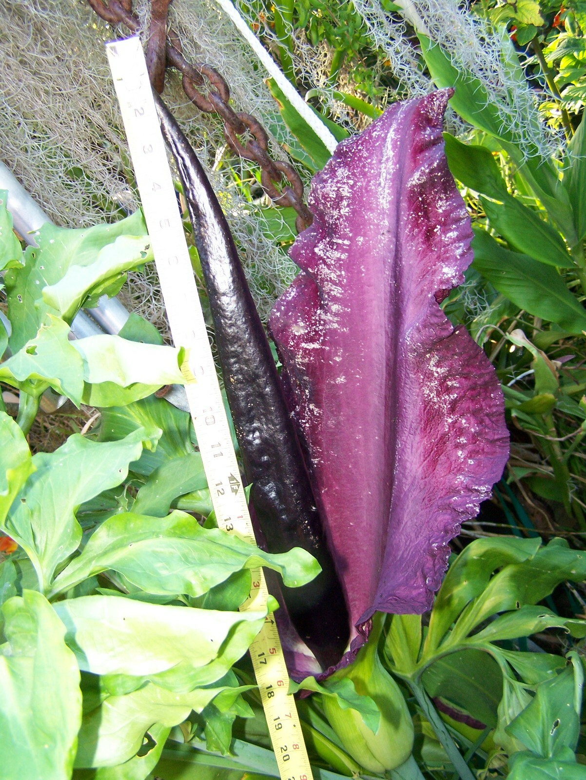 O phallic Dragon lily arum flower voodoo amorphophallus bulb tuber cactus calla