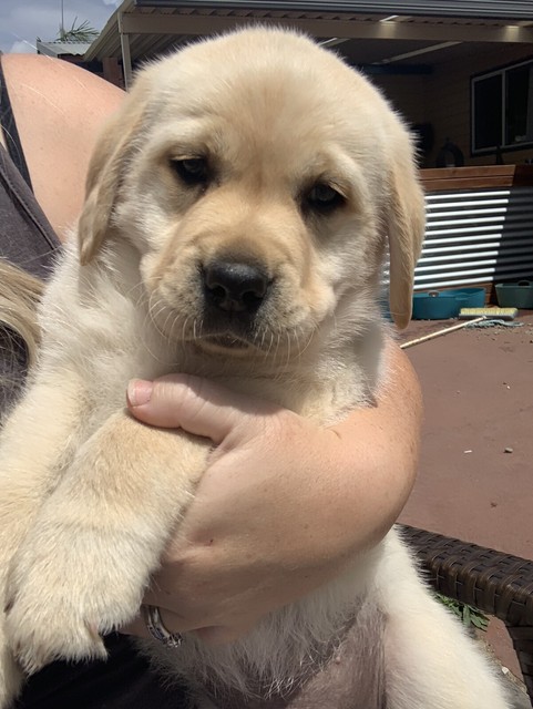 purebred labrador puppies for sale near me