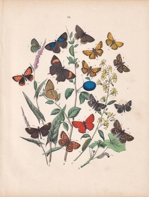 1883 HAND-COLOURED BUTTERFLY Print - Copper, Hair-Streak, Skipper - 8 x 11 Inch