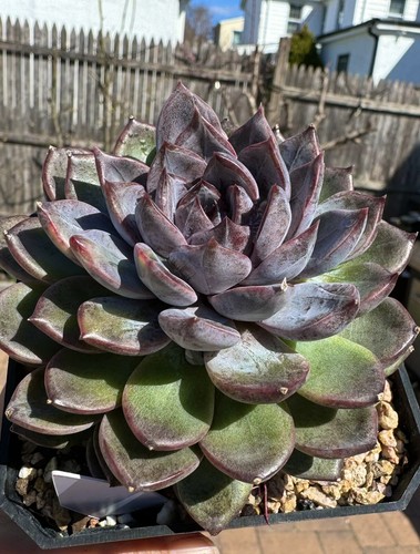 echeveria ブルゾン　黒 Echeveria 'Black Prince' - Black Prince Echeveria | PlantMaster