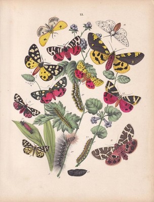 1883 HAND-COLOURED MOTH Print - Tiger Moth (Varieties) - Wall Art - 8 x 11 Inch