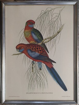 Antique J. Gould Lithograph of Parrot Birds 16  Old Frame