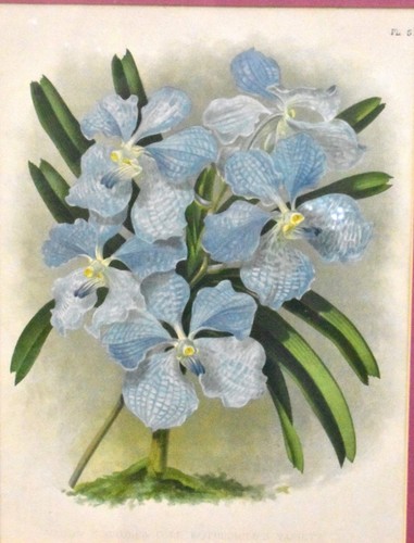 1895 Vanda Coerulea Lord Rothschild's by John Nugent Fitch - Antique Lithograph