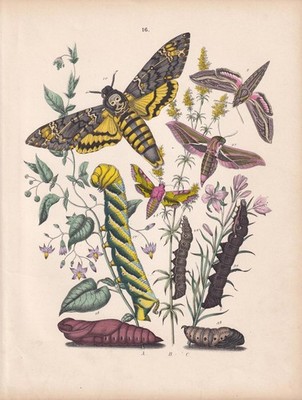 1883 HAND-COLOURED MOTH Print - Death's-Head Hawk-Moth, Elephant - 8 x 11 Inches