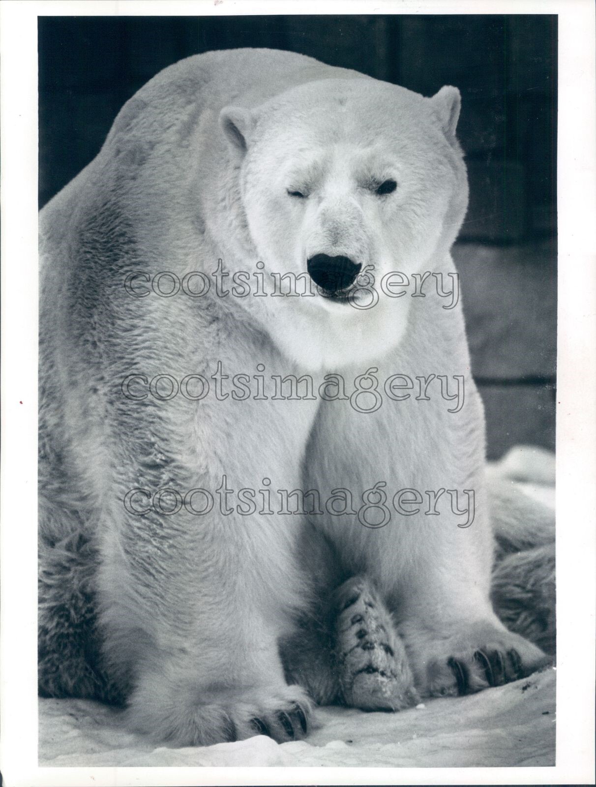 太*陽様 human made 張子　polar bear Polar Bear under an Arctic Moon - Hugh Daniel Art