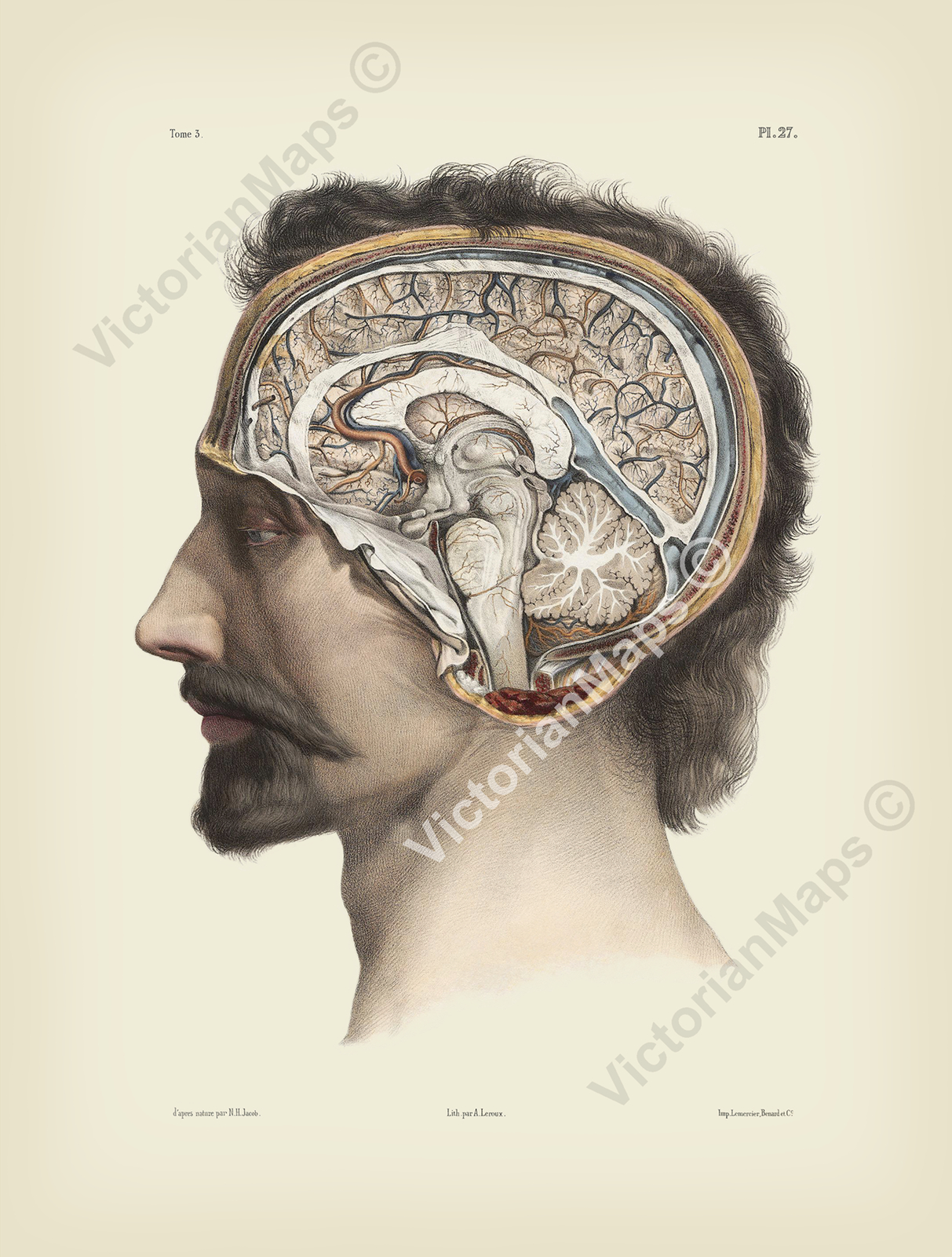 アート・デザイン・音楽 Masterpieces of Medical Photography アート・デザイン・音楽 Masterpieces of Medical Photography