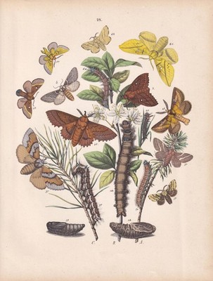 1883 HAND-COLOURED MOTH Print - Lappet, Drinker, & Eggar Moths - 8 x 11 Inches