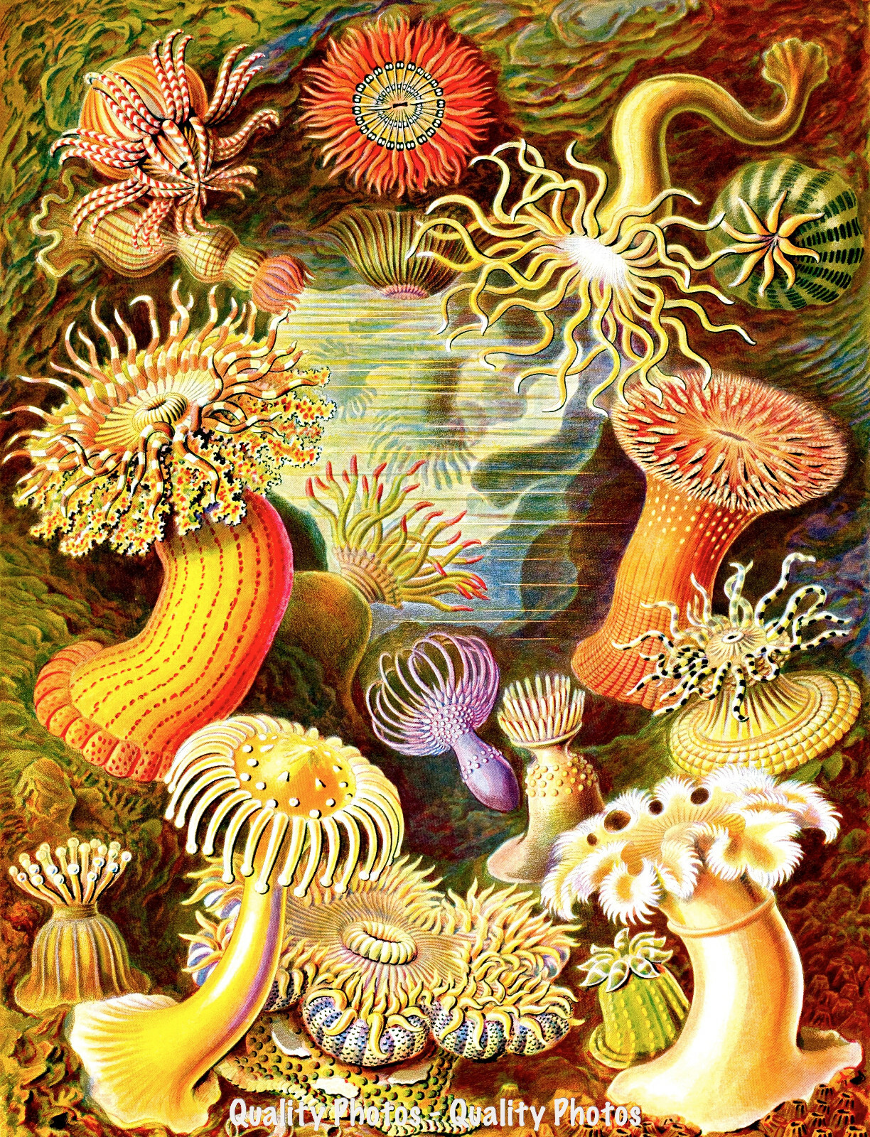 絵画 anemone $_57.JPG?set_id=8800005007