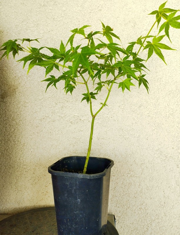 Erable Du Japon - Acer Palmatum 