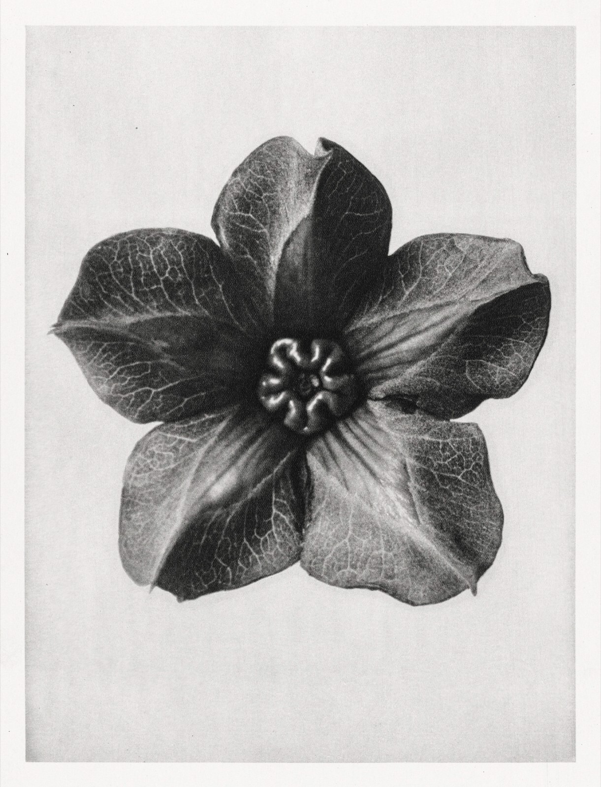 12682.Poster print.Room Wall design.1928 Blossfeldt plant macro art photography