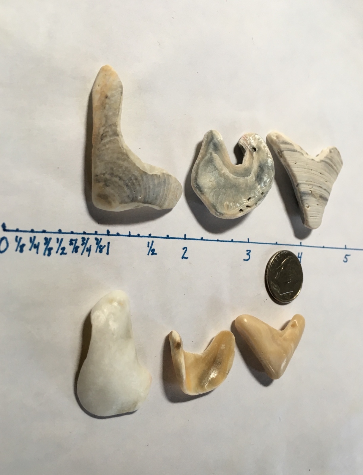 2 Sets Natural Letter Shaped Beach Shells