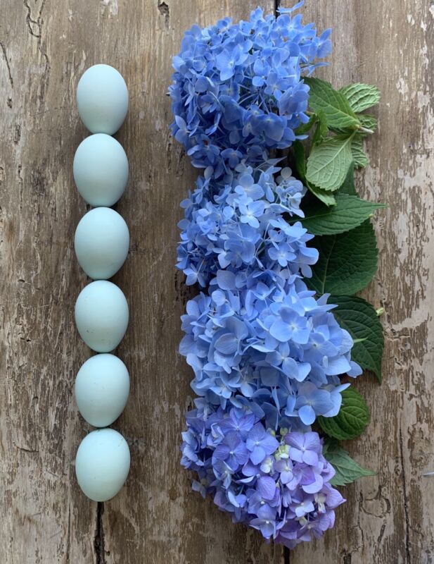 NPIP/AI Neg. 12 Self-blue (lavender) Ameraucana Hatching Eggs. NPIP/AI Clean