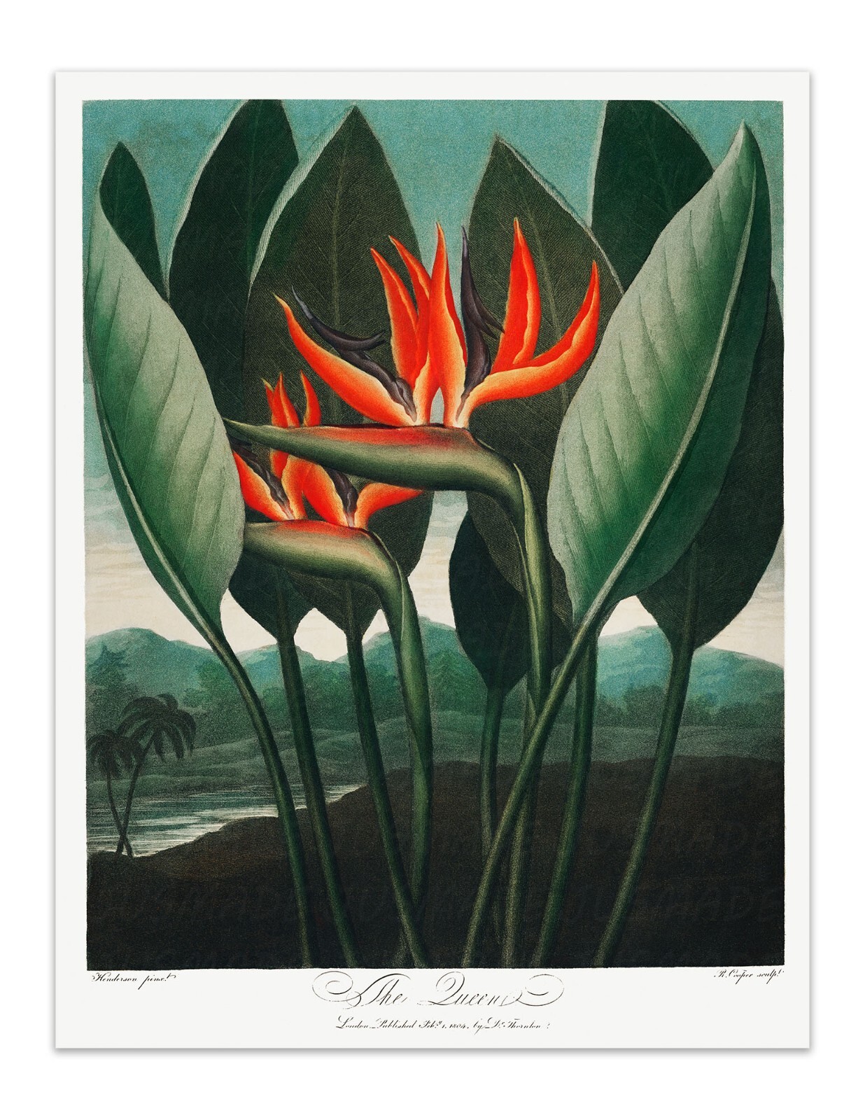 THE QUEEN Temple of Flora Botanical Art Print - 1807 Vintage Wall Decor