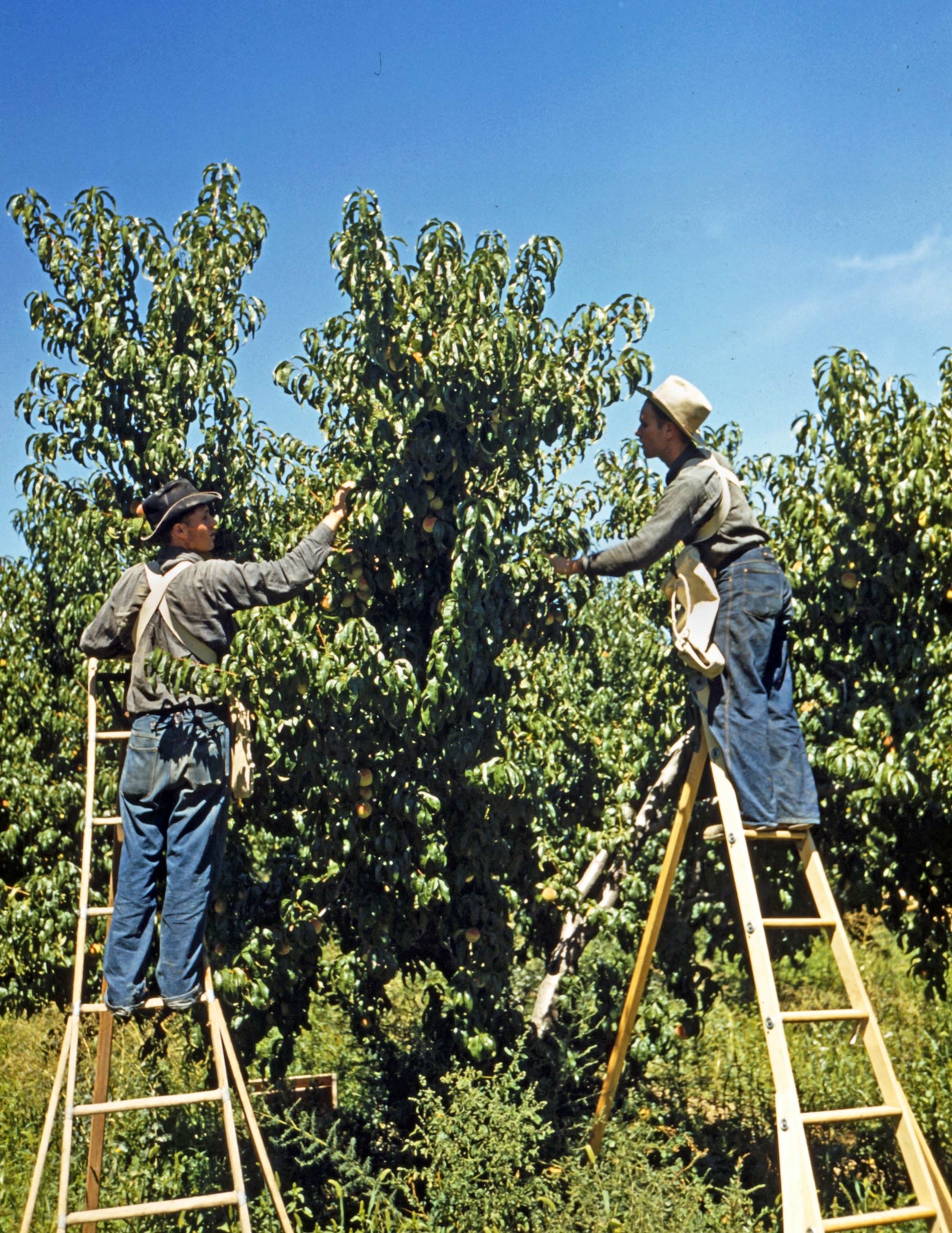 1940 Picking Peaches, Delta County, Colorado Old Photo 8.5" x 11" Reprint