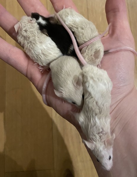 pet mice for sale near me